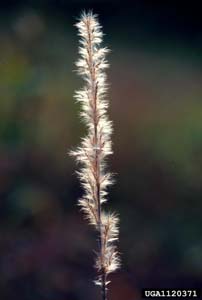 Silver Plumegrass /
Saccharum alopecuroides
(Syn. Saccharum alopecuroidum,
Erianthus alopecuroides)
